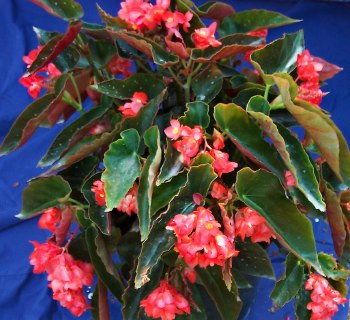 B. ‘Mini Orange County’